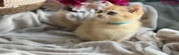 British Shorthair cats for sale: 💛Premium golden chinchilla bsh kittens 💛 - Advert 14