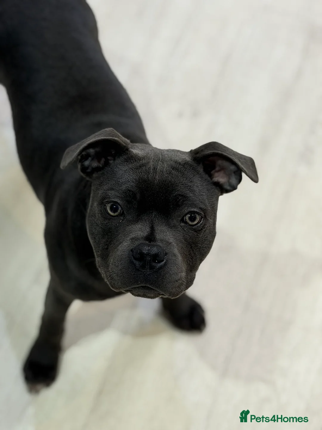 Staffordshire Bull Terrier dogs for sale: Scuba_staffies waiting list open. Valglo x bronson - Advert 4