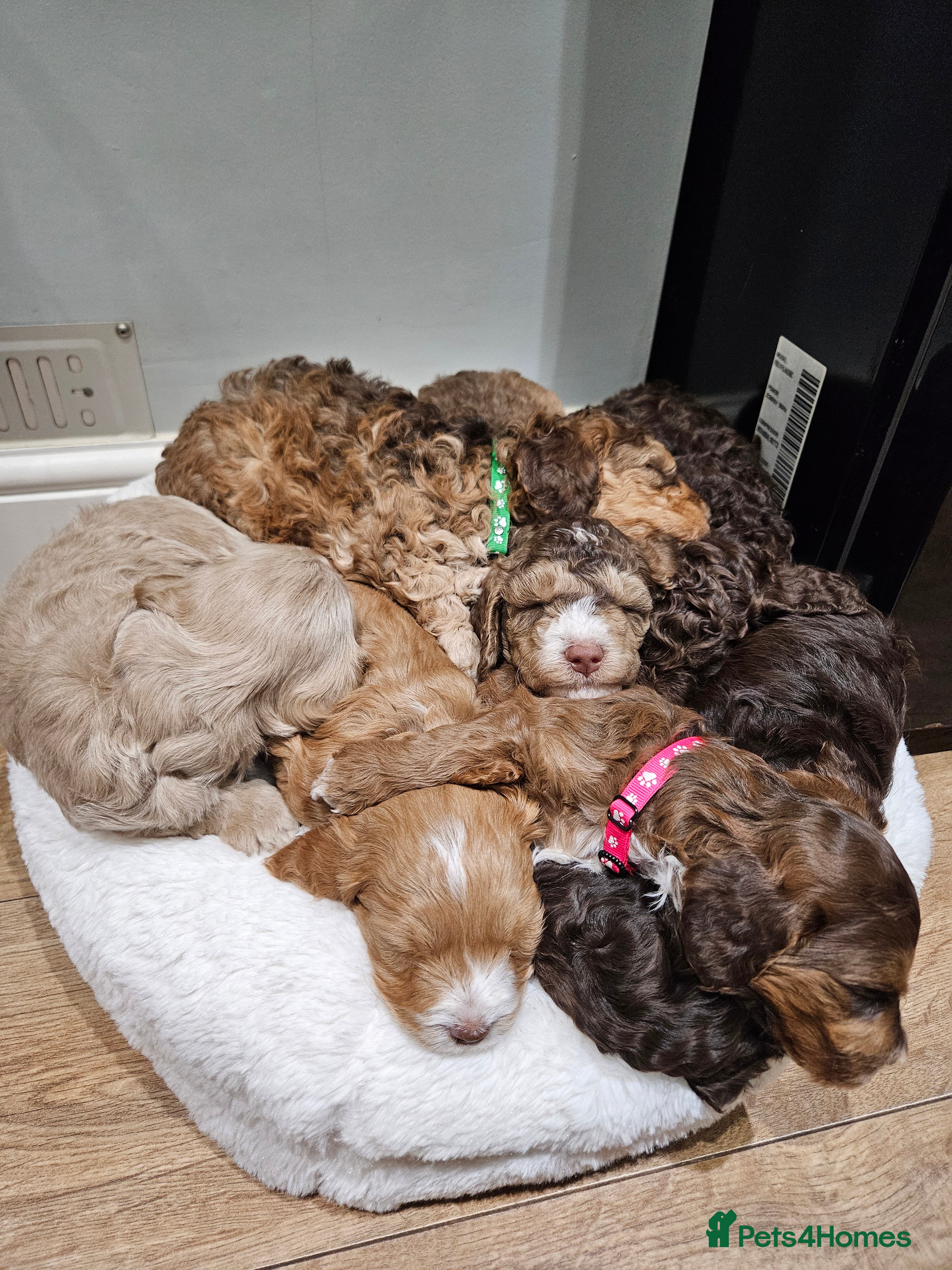 Cockapoo dogs F3b Cockapoo Puppies – DNA health tested - Advert 1