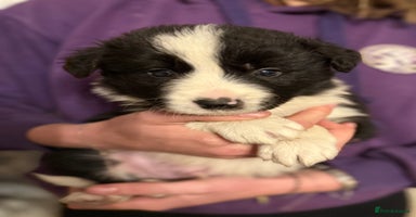 Border Collie dogs - Advert 1