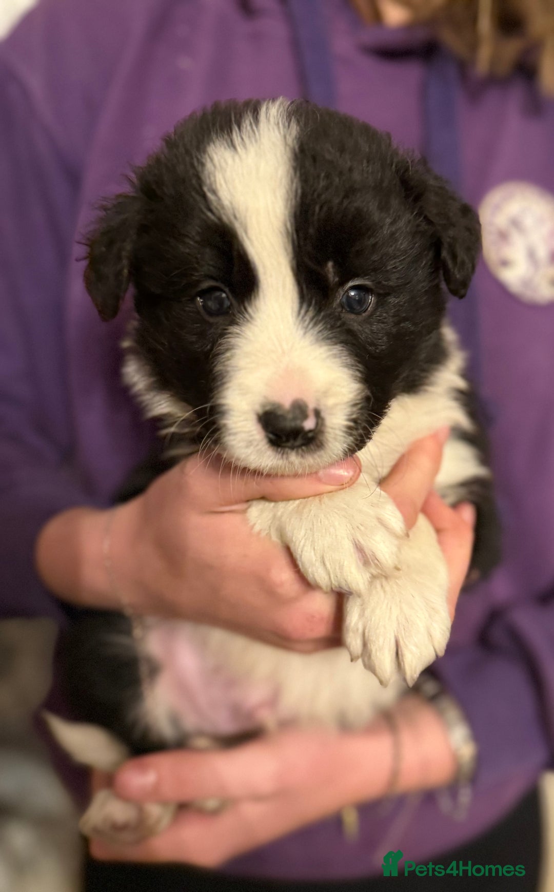 Border Collie dogs for sale: Beautiful border collie pups  - Image 2