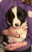 Border Collie dogs - Advert 16