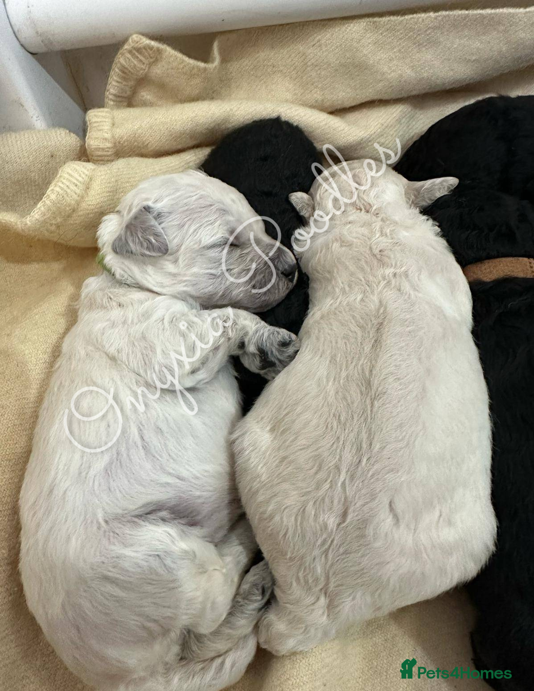 Standard Poodle dogs for sale: Stunning Litter of Standard Poodle Puppies! - Advert 4