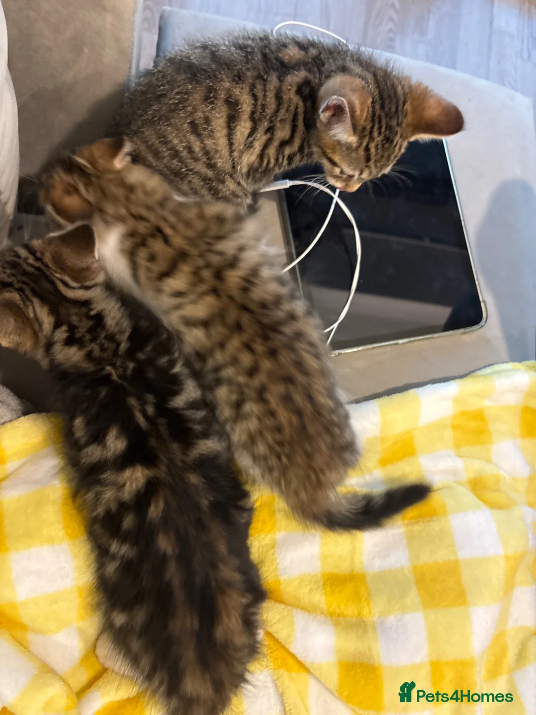 Bengal cats for sale: Bengal kittens  - Advert 2