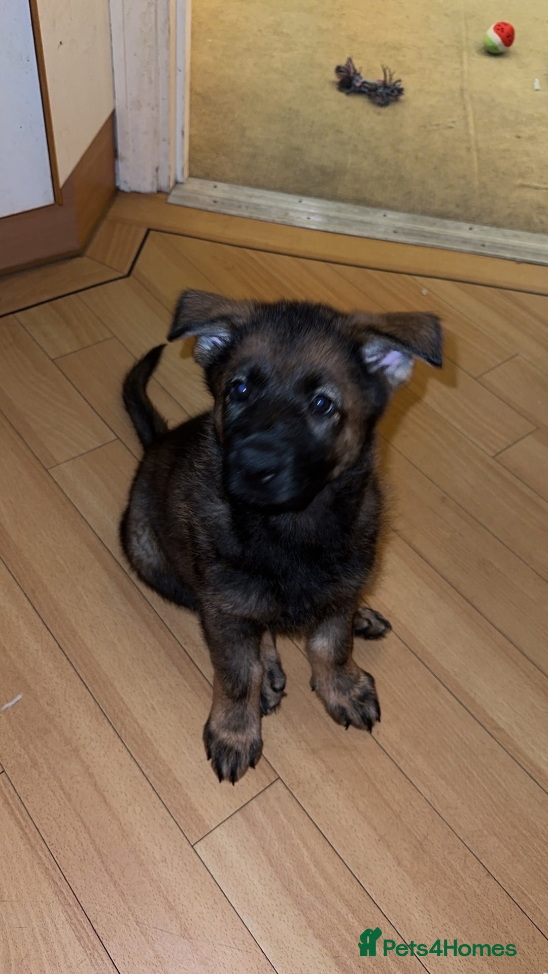 German Shepherd dogs for sale: 1 beautiful female German shepher kc reg working - Advert 17