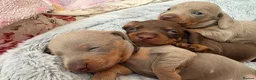 Miniature Dachshund dogs for sale: 🌟  Miniature Dachshund Pups!! KC & PRA clear🌟 in Saint Helens - Advert 29