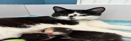 Domestic Shorthair cats for sale: Beautiful kittens ready in JUNE  - Advert 6