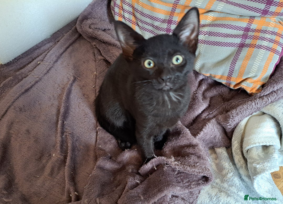 Domestic Shorthair cats for sale: 2 Gorgeous Pairs Of Kittens - Image 12