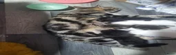 Mixed Breed cats for sale: 5 mixed breed 12 weeks kittens  - Advert 1
