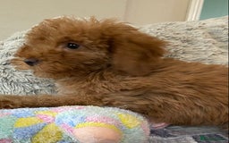 Cockapoo dogs for sale: Stunning fox red cockapoo puppies PRA clear  - Image 15