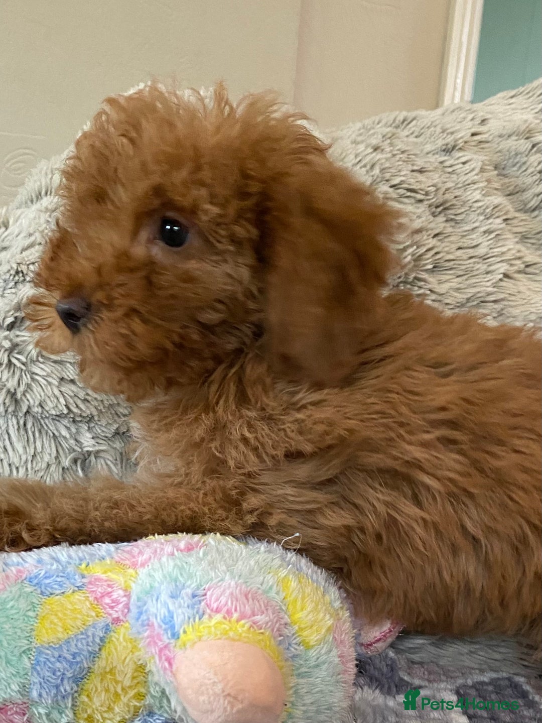 Cockapoo dogs for sale: Stunning fox red cockapoo puppies PRA clear  - Image 15