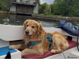 Golden Retriever dogs stunning golden retriever stud dog in Bury Saint Edmunds - Advert 8