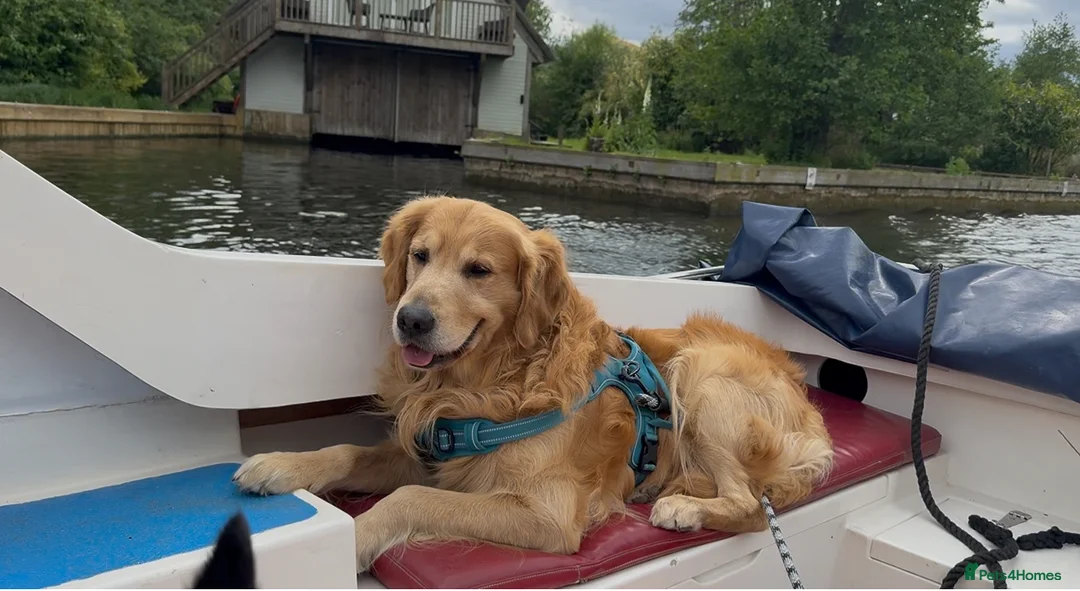 Golden Retriever dogs for stud: stunning golden retriever stud dog in Bury Saint Edmunds - Advert 1