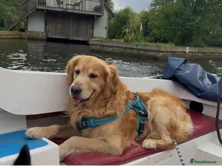 Golden Retriever dogs stunning golden retriever stud dog in Bury Saint Edmunds - Advert 19