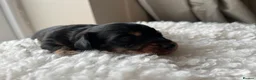 Miniature Dachshund dogs for sale: MINIATURE Dachshund long haired & smooth  - Advert 4
