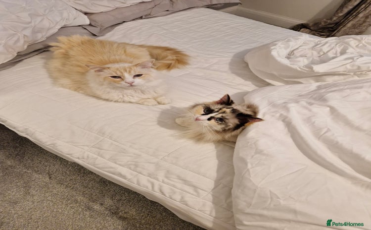 Ragdoll cats - Advert 10