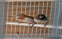 Finches birds for sale: Greenfinch, Bengalese Finches & Zebra Finches - Image 1