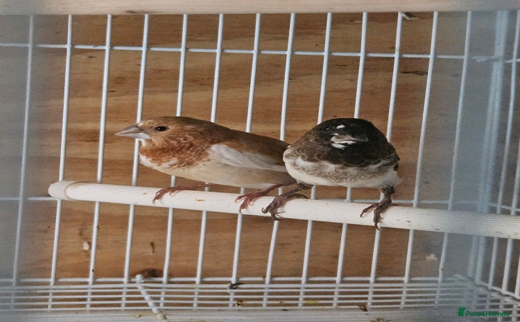 Finches birds - Advert 8