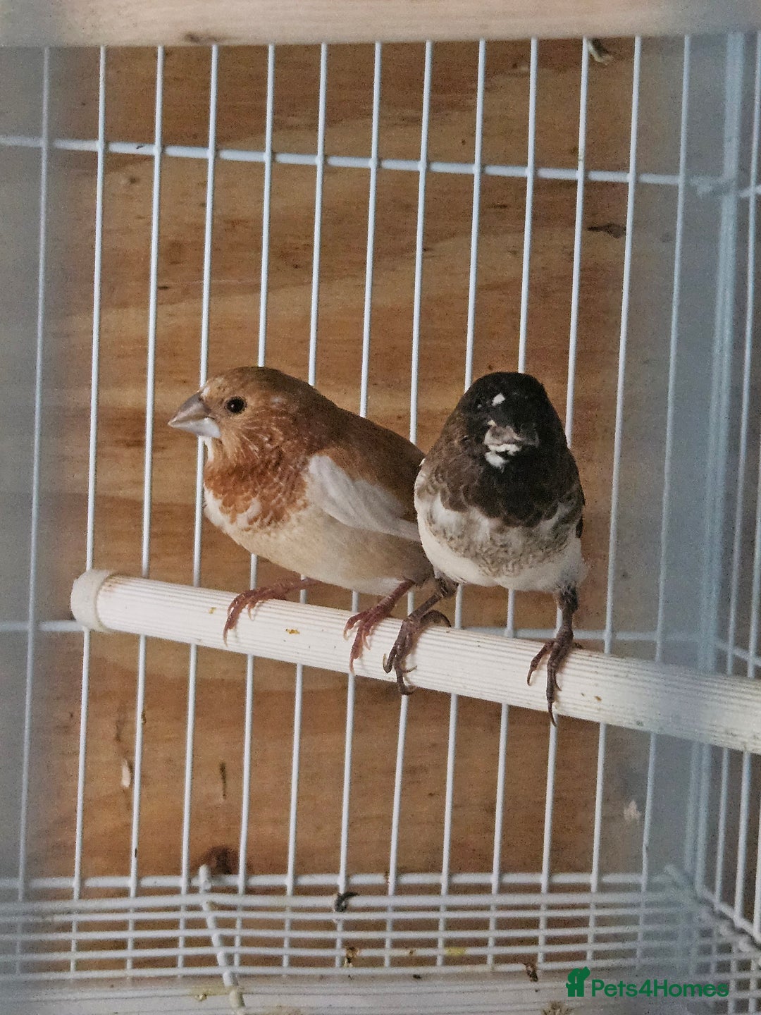 Finches birds for sale: Greenfinch, Bengalese Finches & Zebra Finches - Image 1