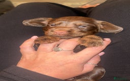 Cocker Spaniel dogs for sale: Cocker spaniel puppies  - Image 16
