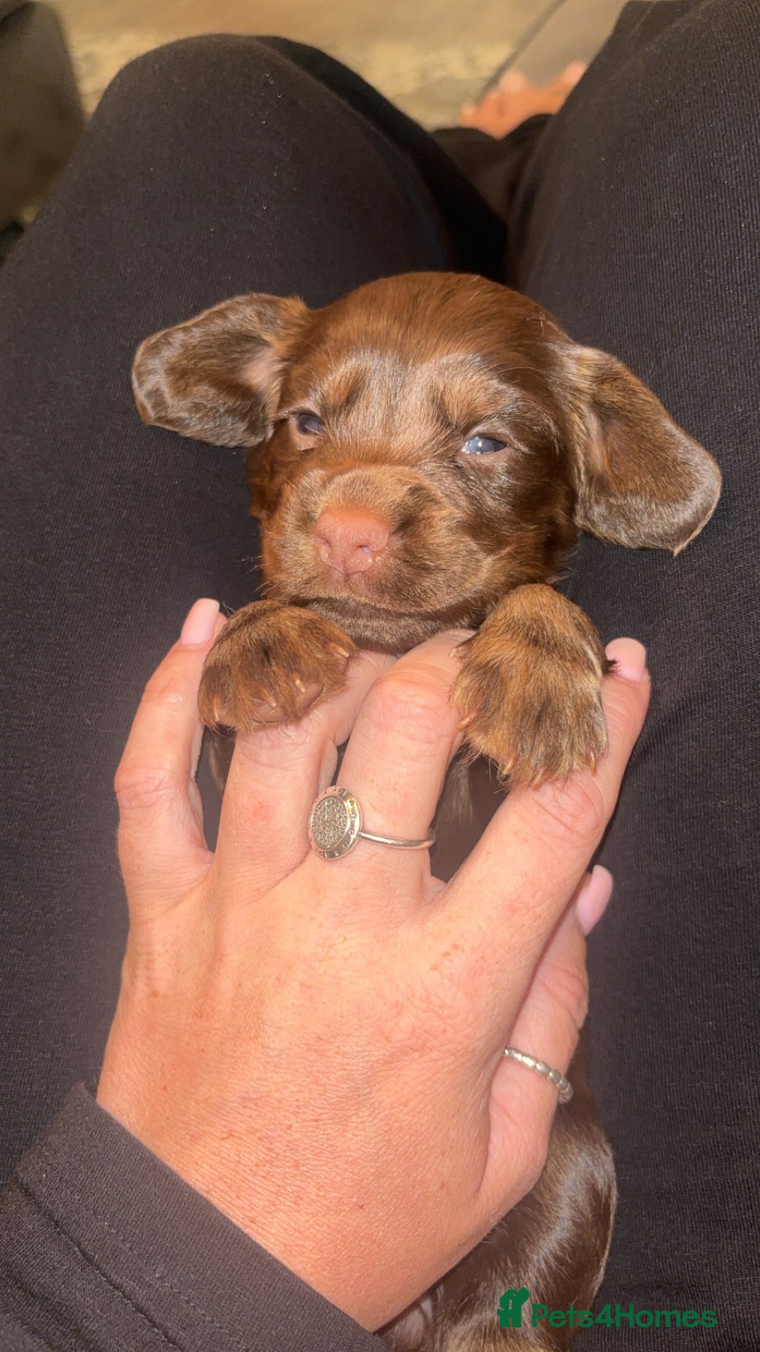 Cocker Spaniel dogs for sale: Cocker spaniel puppies  - Image 16