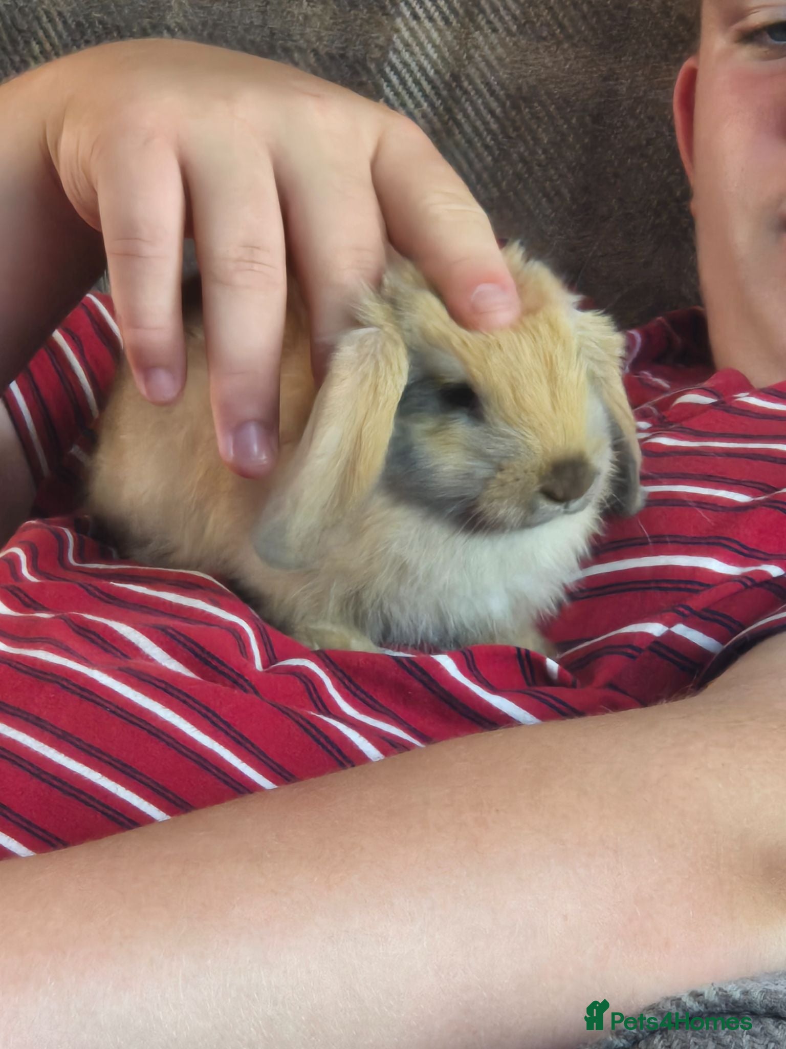 Mini Lop rabbits mini lop babies for sale - Advert 9