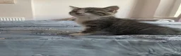Mixed Breed cats for sale: Half BSH kittens  in Thornton Heath - Advert 14