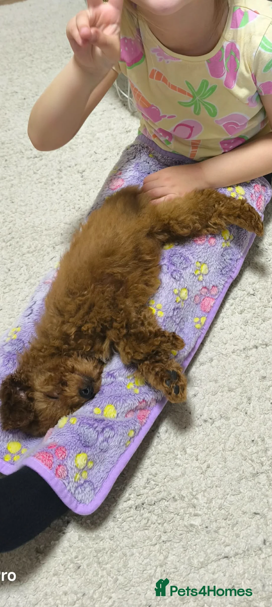 Toy Poodle dogs for sale: Molly  in Swadlincote - Advert 3