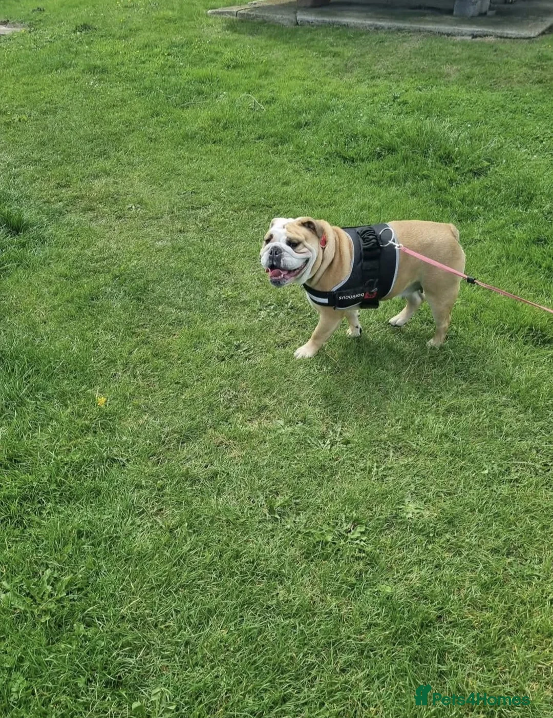 English Bulldog dogs for sale: Meet River our gorgeous 5 year old British Bulldog - Advert 21