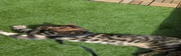 Bengal cats for sale: 1yr old male cat needing new home  - Advert 6