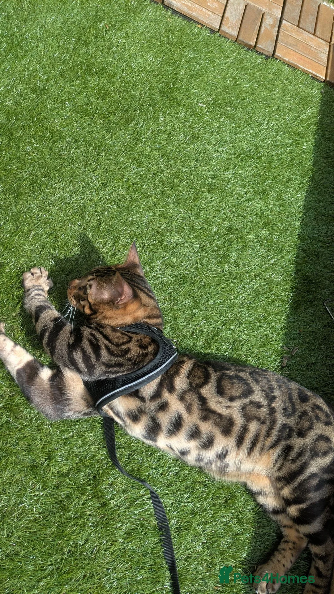 Bengal cats for sale: 1yr old male cat needing new home  - Advert 6