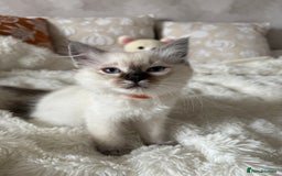 Ragdoll cats for sale: GCCF registered Ragdoll kittens - Image 5