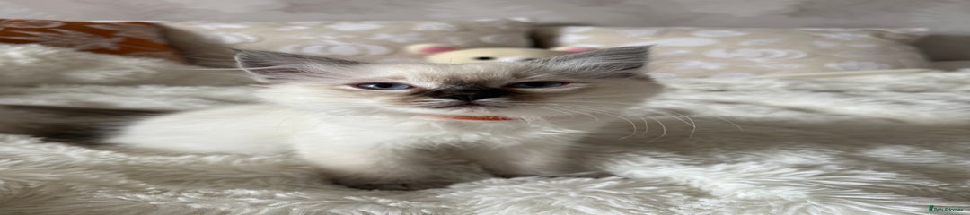 Ragdoll Kitten 3