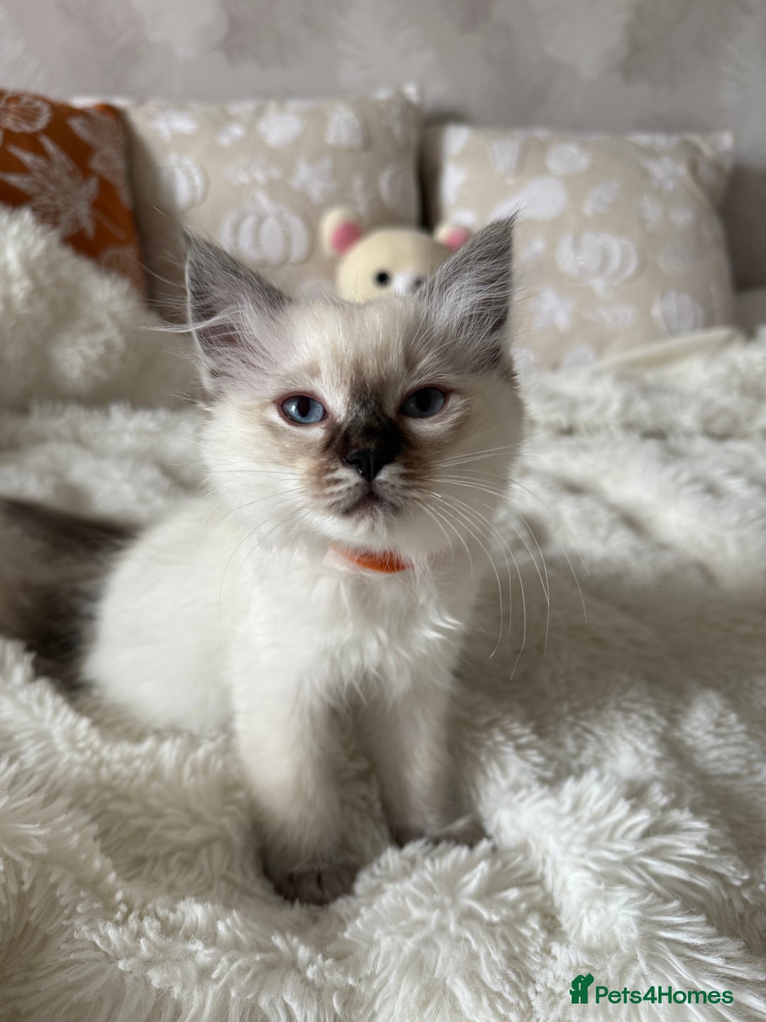 Ragdoll cats for sale: GCCF registered Ragdoll kittens - Image 5