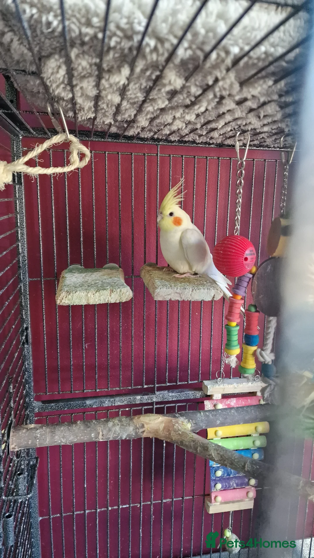 Cockatiels birds for sale: Two cockatiels  - Advert 2