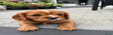 Cavalier King Charles Spaniel 1