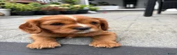 Cavalier King Charles Spaniel dogs for sale: Absolutely Beautiful King Charles Cavaliers  in Chessington - Advert 10
