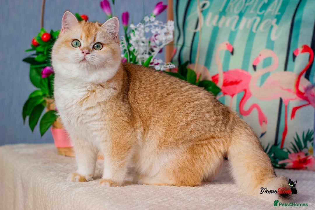 British Shorthair cats for sale: GCCF reg British Shorthair Chocolate Gold Kittens  in London - Image 3