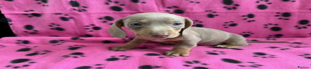 Miniature Dachshund Puppy 4