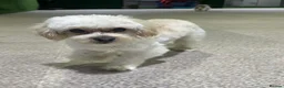 Maltipoo dogs for sale: Motchi - Advert 1