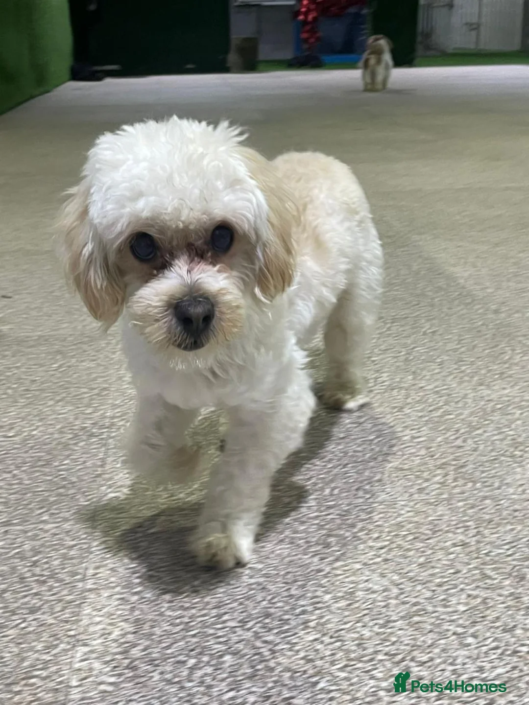 Maltipoo dogs for sale: Motchi - Advert 1