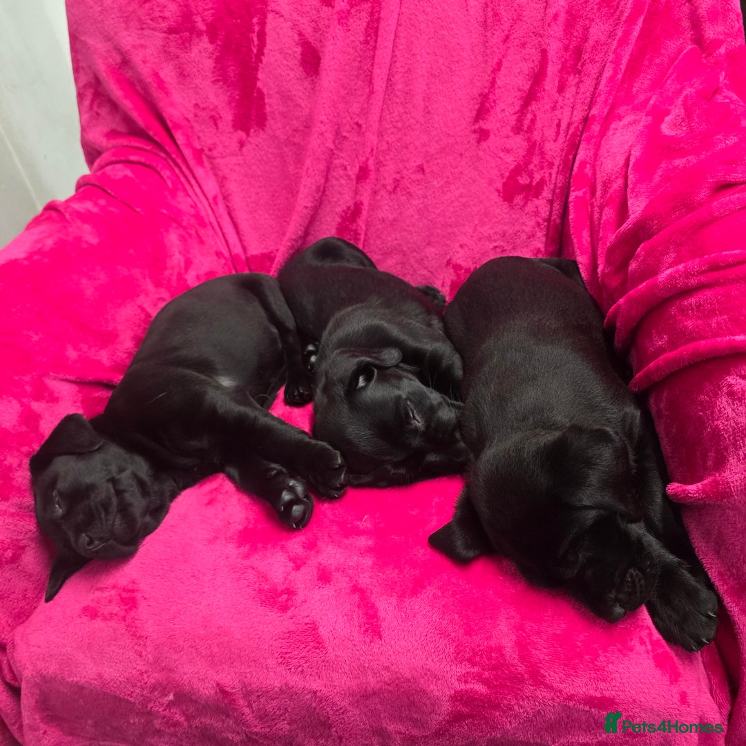 Labrador Retriever dogs for sale: Milromali labradors.Bred for health & temperament  - Image 2
