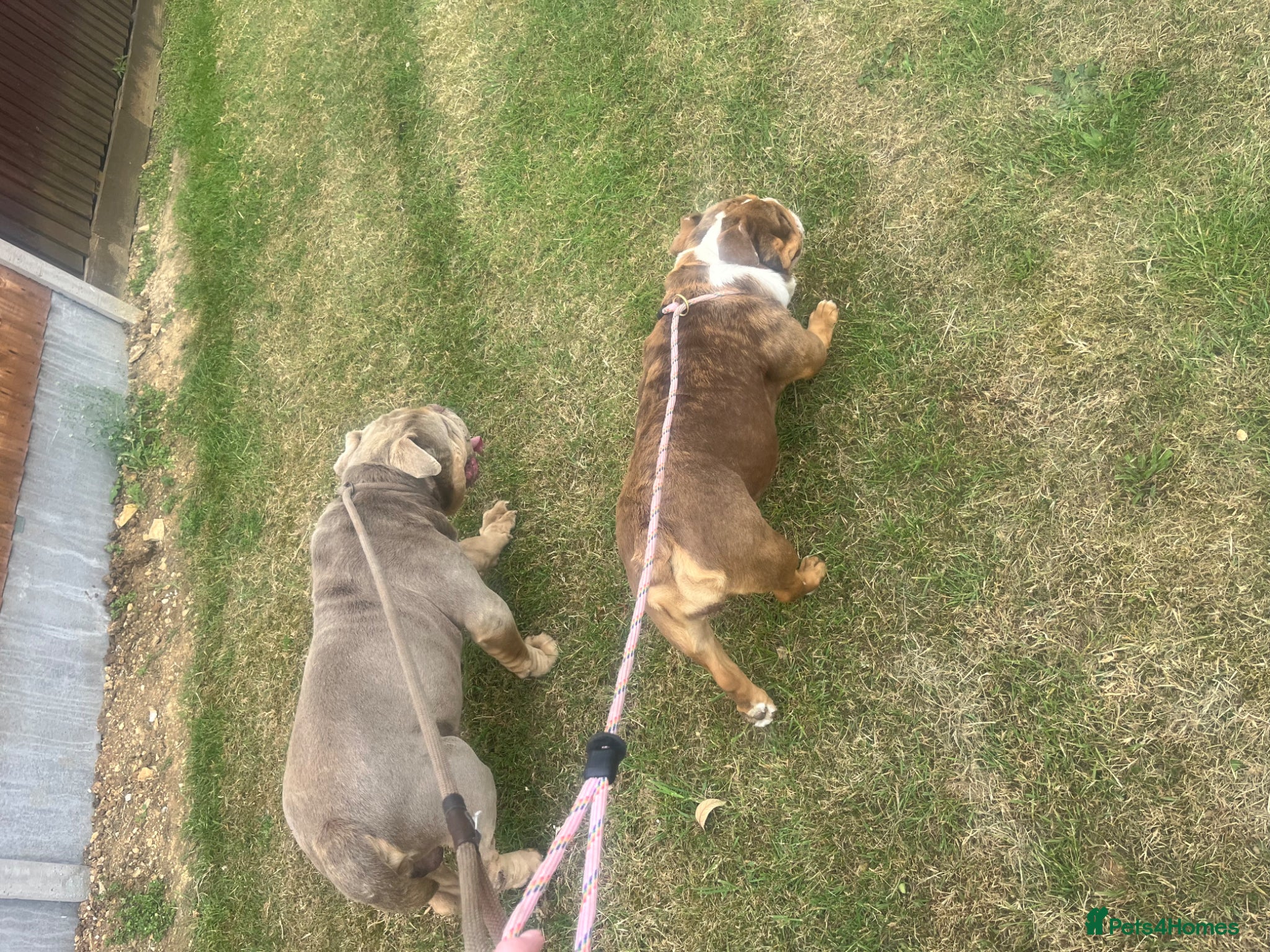 English Bulldog dogs for sale: Kruger the English bulldog - Advert 6