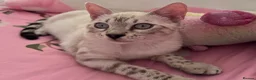 Bengal cats for sale: Our blue eyed girl  - Advert 5