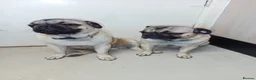 Pug dogs for sale: Pugs  - Advert 10