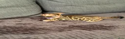 Bengal cats for sale: Kitten boys Bengal  - Advert 4