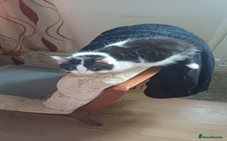 Mixed Breed cats for sale: Kitty  - Image 3