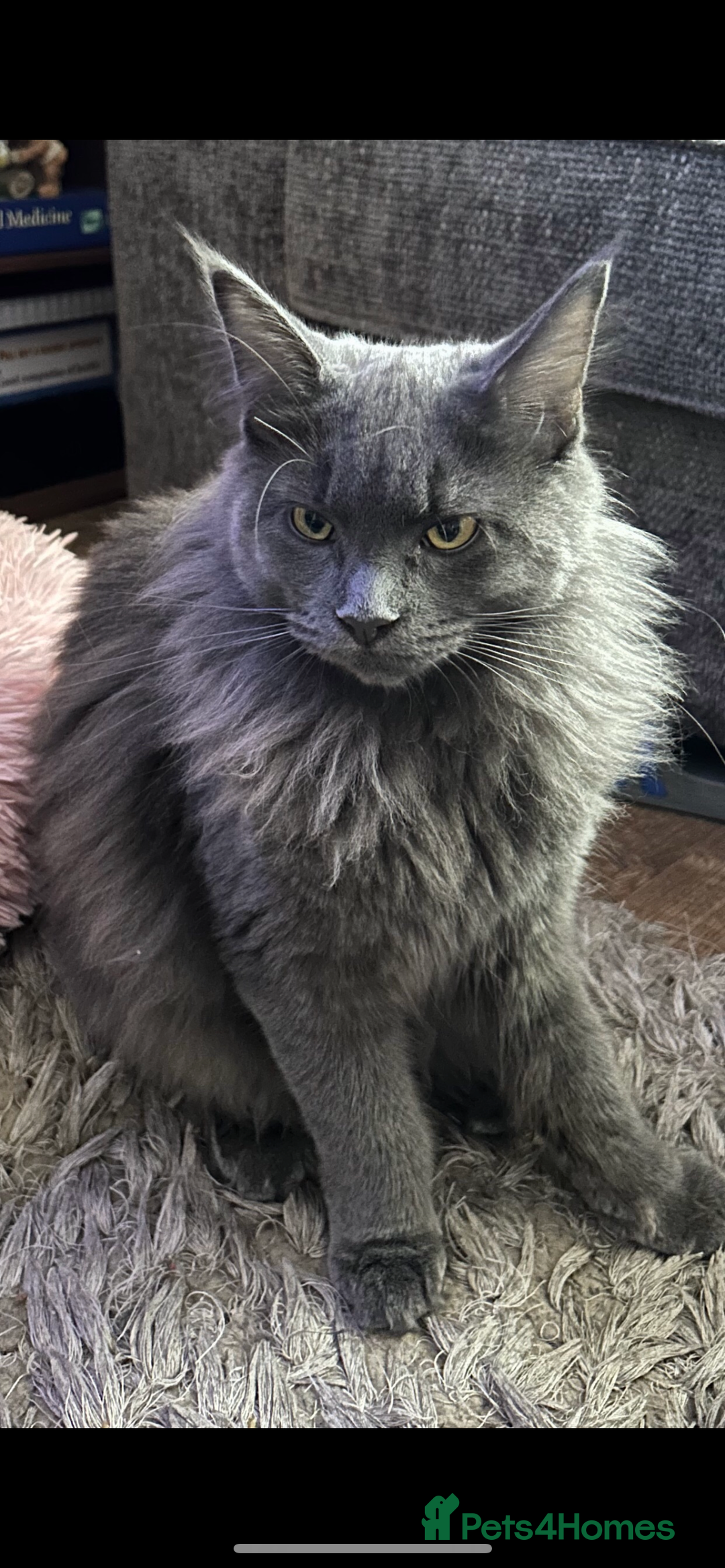 Maine Coon cats for sale:  2 beautiful maine coon kittens left - Image 17