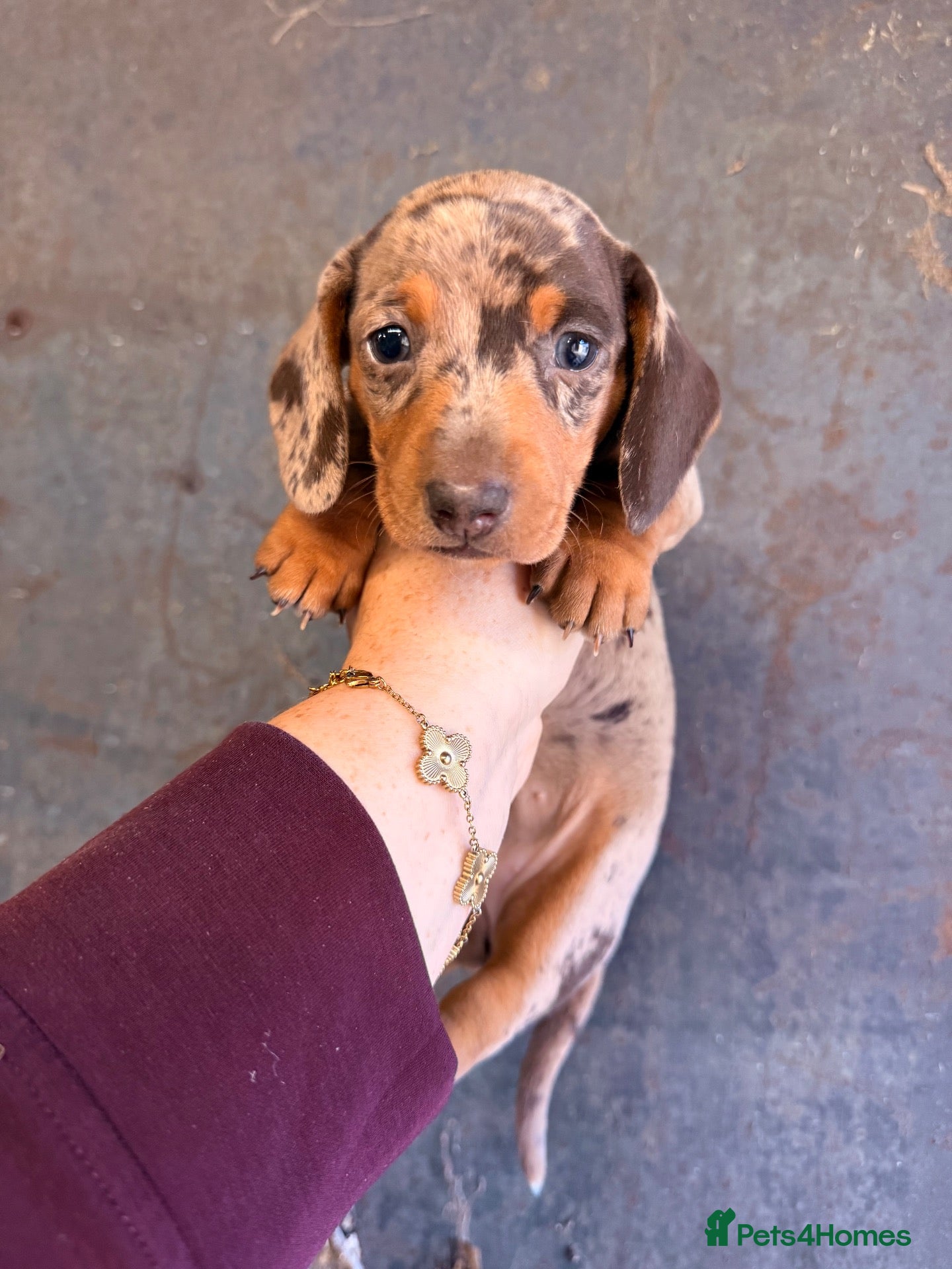 Miniature Dachshund dogs Miniature dachshunds ready in 2 weeks - Advert 2
