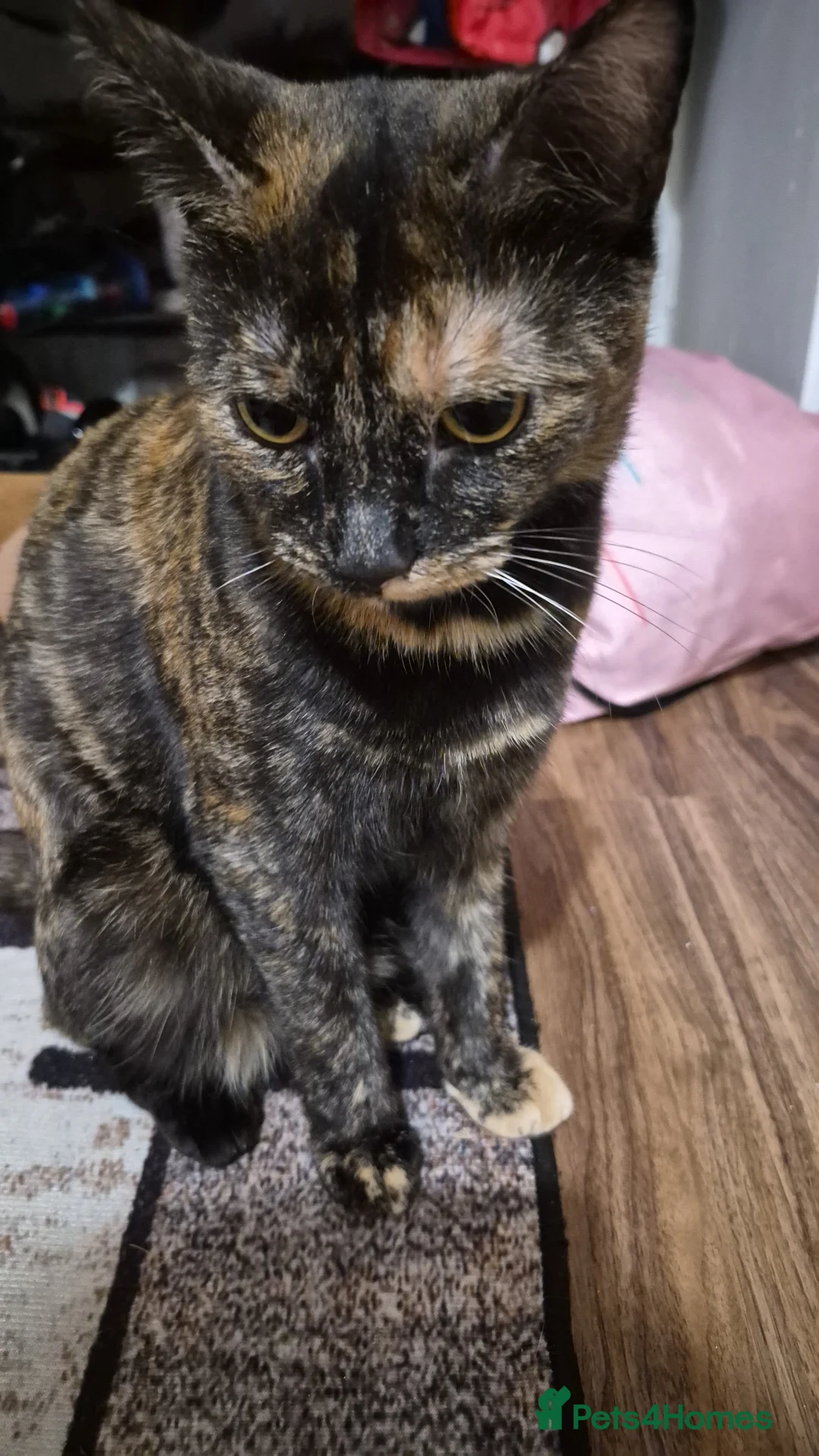 Mixed Breed cats for sale: Two female kittens  in Burnley - Advert 2